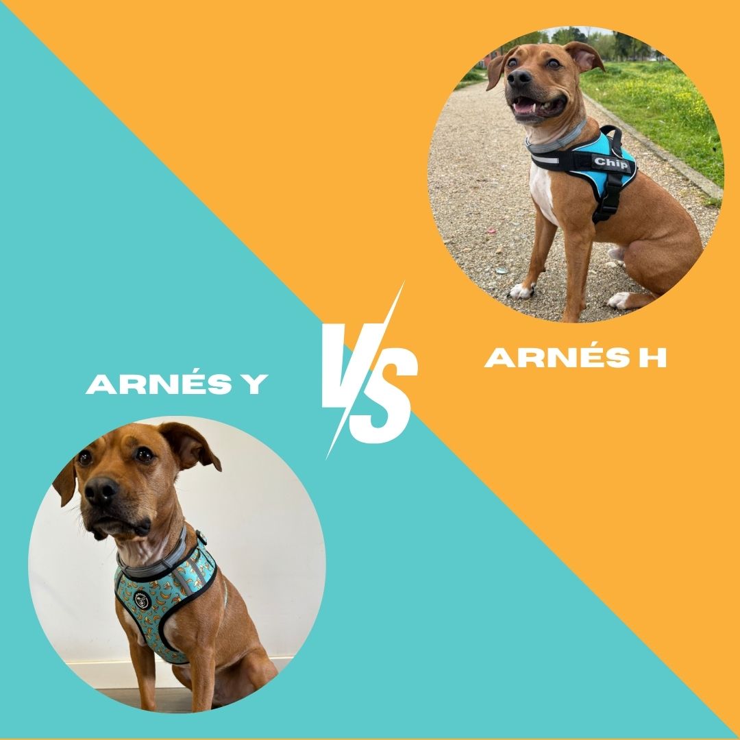 Arnés tipo H Vs arnés tipo Y: ¿cuál es mejor para tu perro?