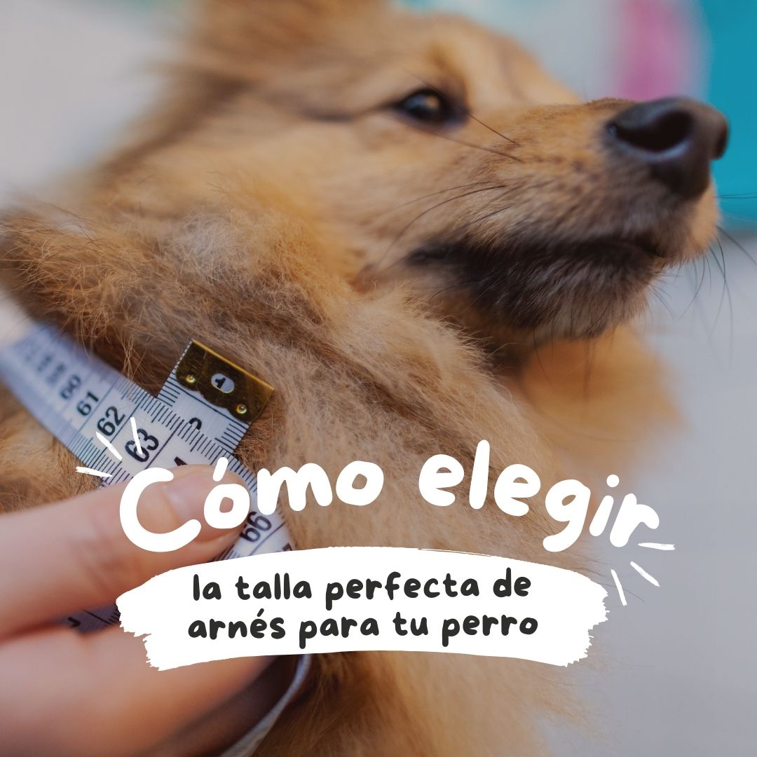 Cómo elegir la talla perfecta de arnés para tu perro | Guía Super Doggy