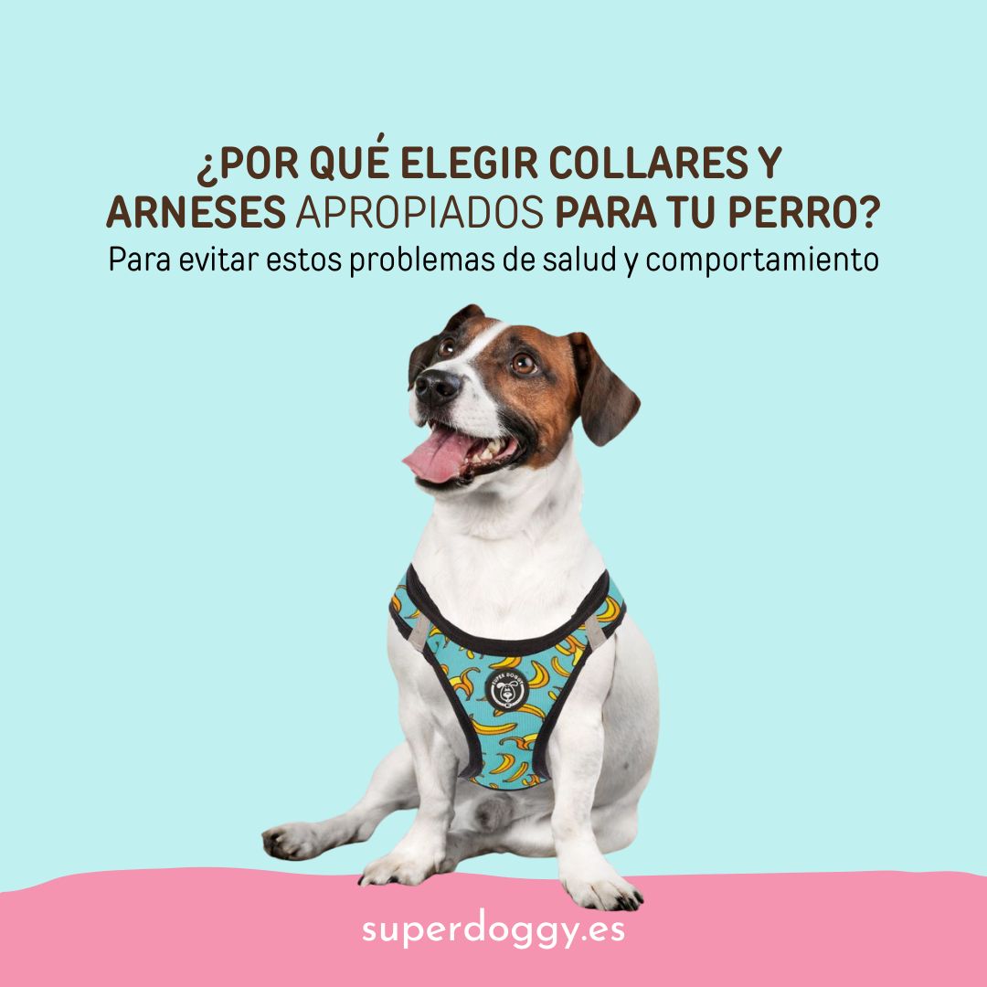 ¿Por qué y cómo elegir collares o arneses apropiados para tu perro?