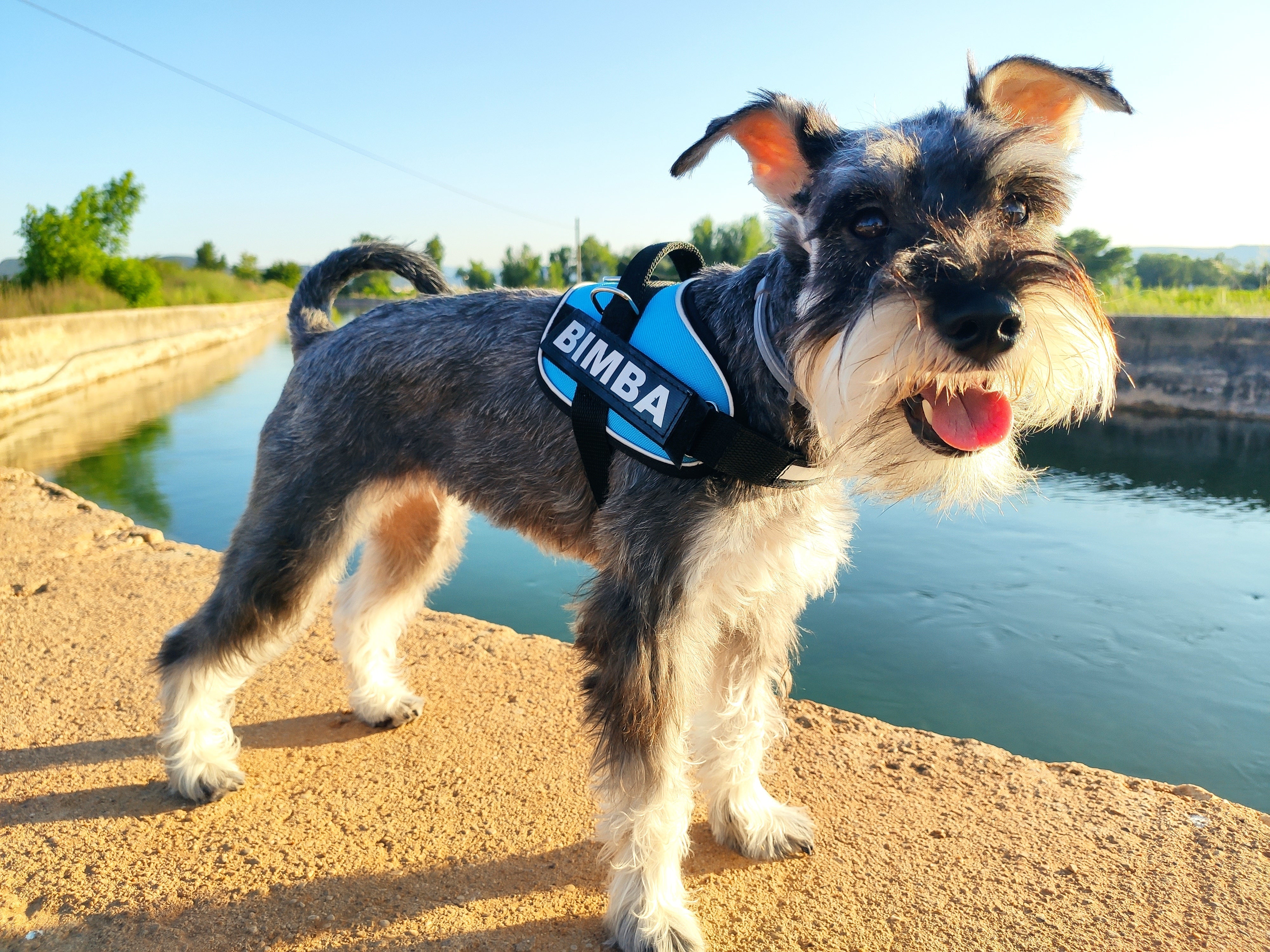 arnes, personalizado, hecho en españa, arneses, personalizados, perros, accesorios, paseos, perro, super doggy