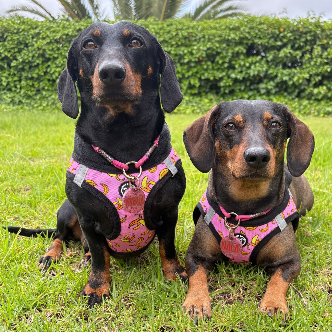 arnes body para perro, arnes para perro, hecho en españa, arneses, personalizados, perros, accesorios, paseos, perro, super doggy