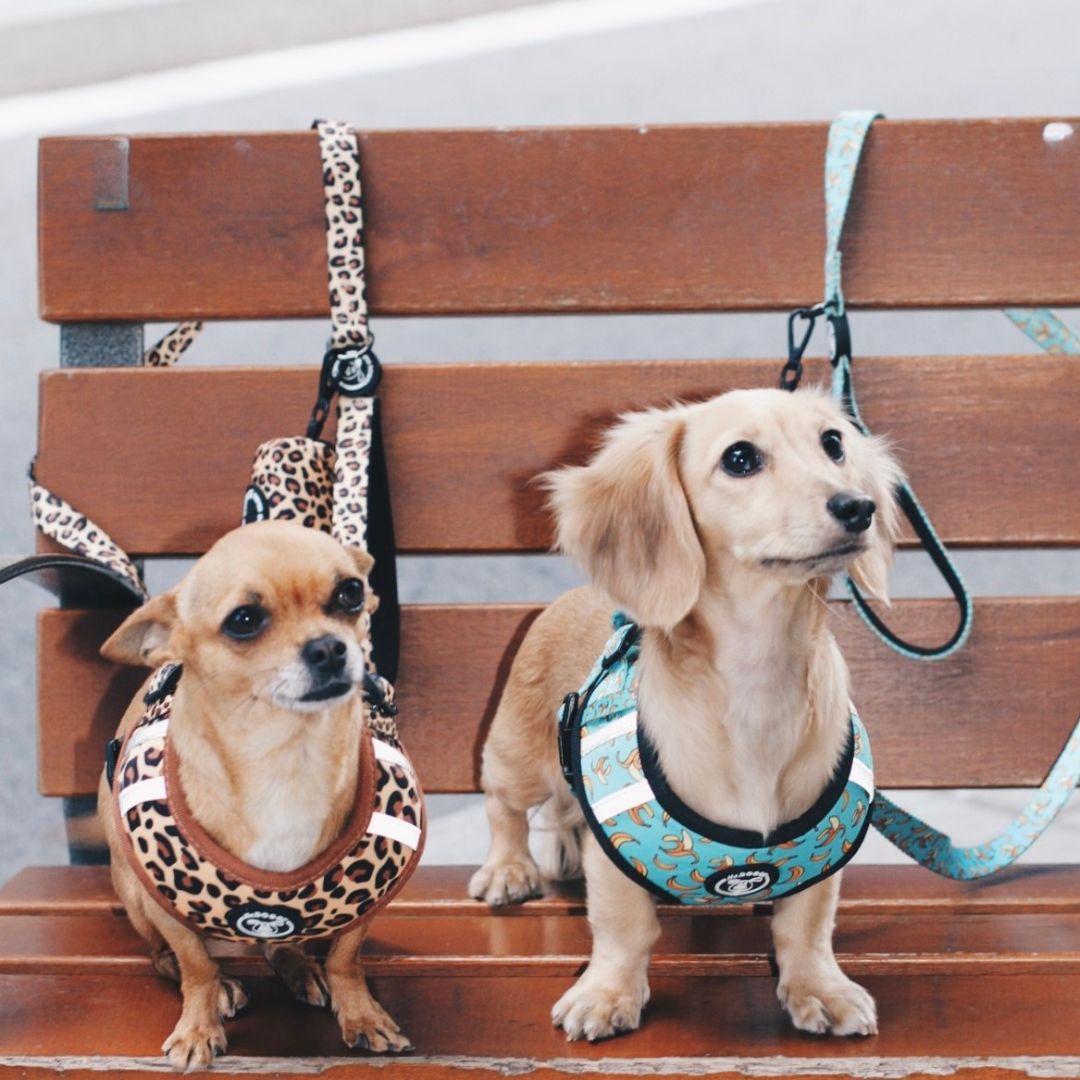 set de arneses ajustables, arnes correa y portabolsas, hecho en españa, arneses, personalizados, perros, accesorios, paseos, perro, super doggy