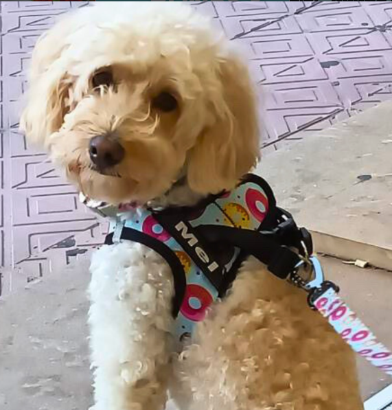 Donuts Arnés Body Personalizado Perro y Gato