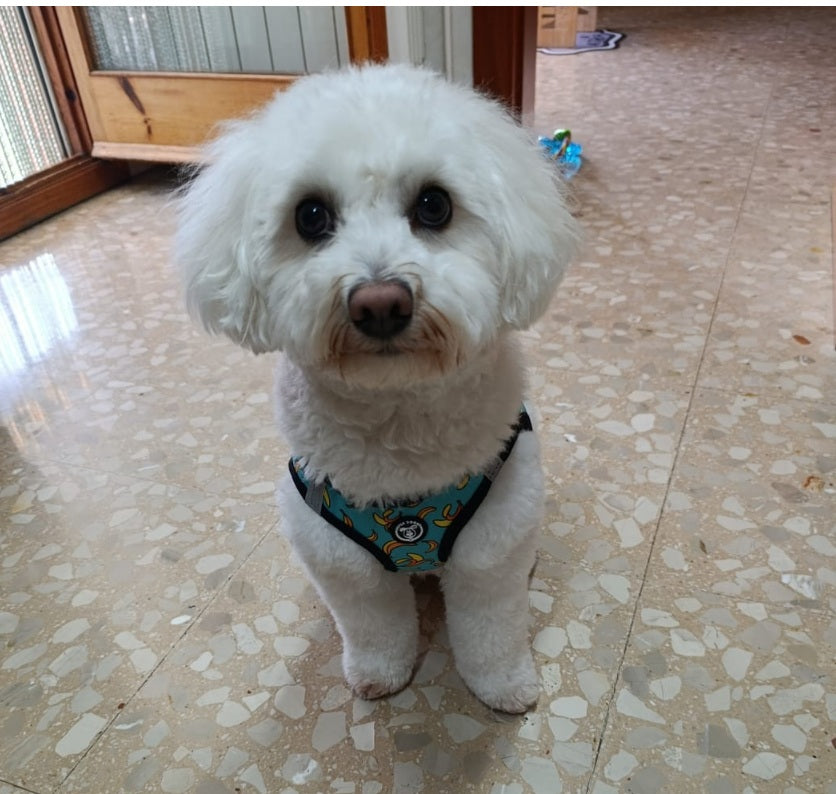 arnés personalizado para perro y gato - Body Blue Bananas – cómodo, seguro y estiloso