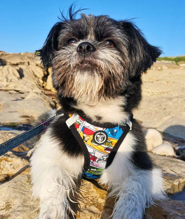 Cómic Arnés Body Personalizado Perro y Gato