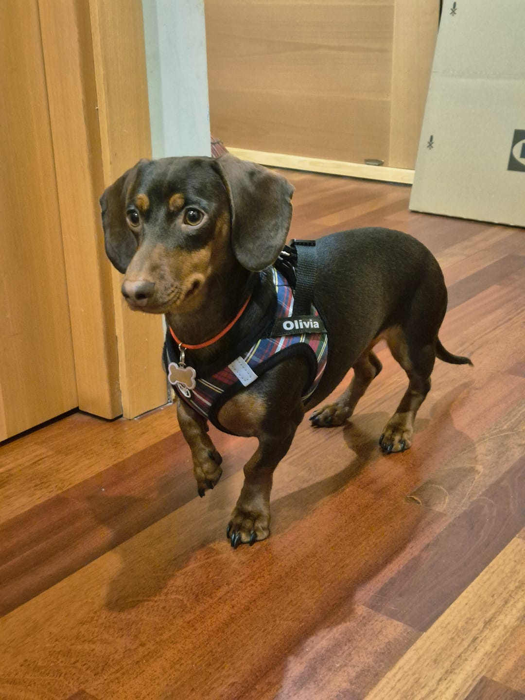Escocés Arnés Body Personalizado Perro y Gato