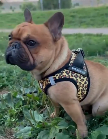 Leopard Arnés Body Personalizado Perro y Gato