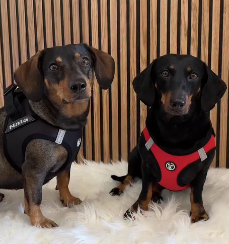 Negro Arnés Body Personalizado Perro y Gato