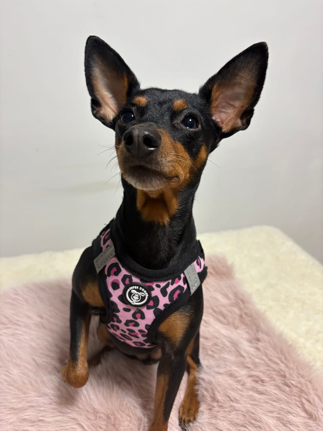 Pink Leopard Arnés Body Personalizado Perro y Gato
