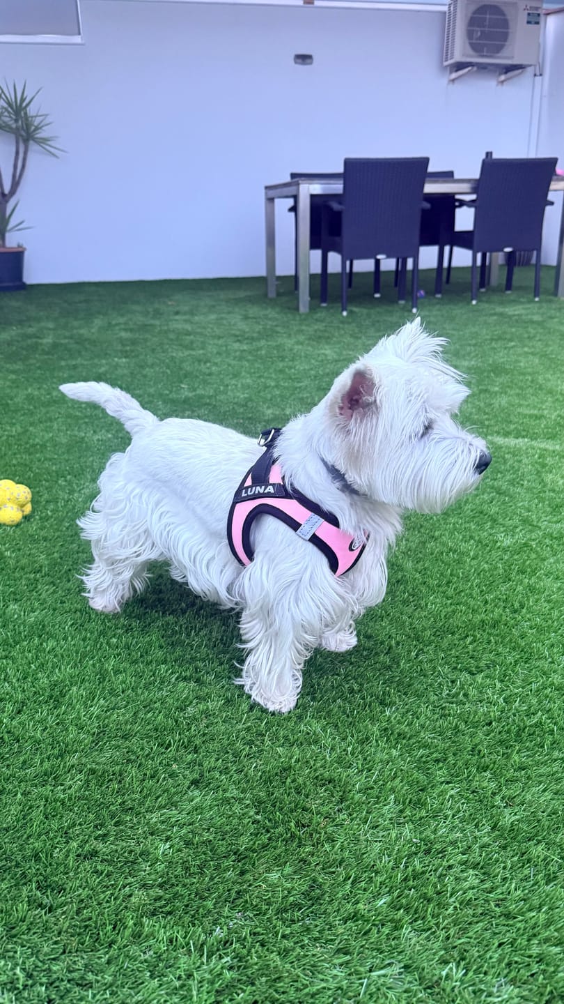Rosa Arnés Body Personalizado Perro y Gato
