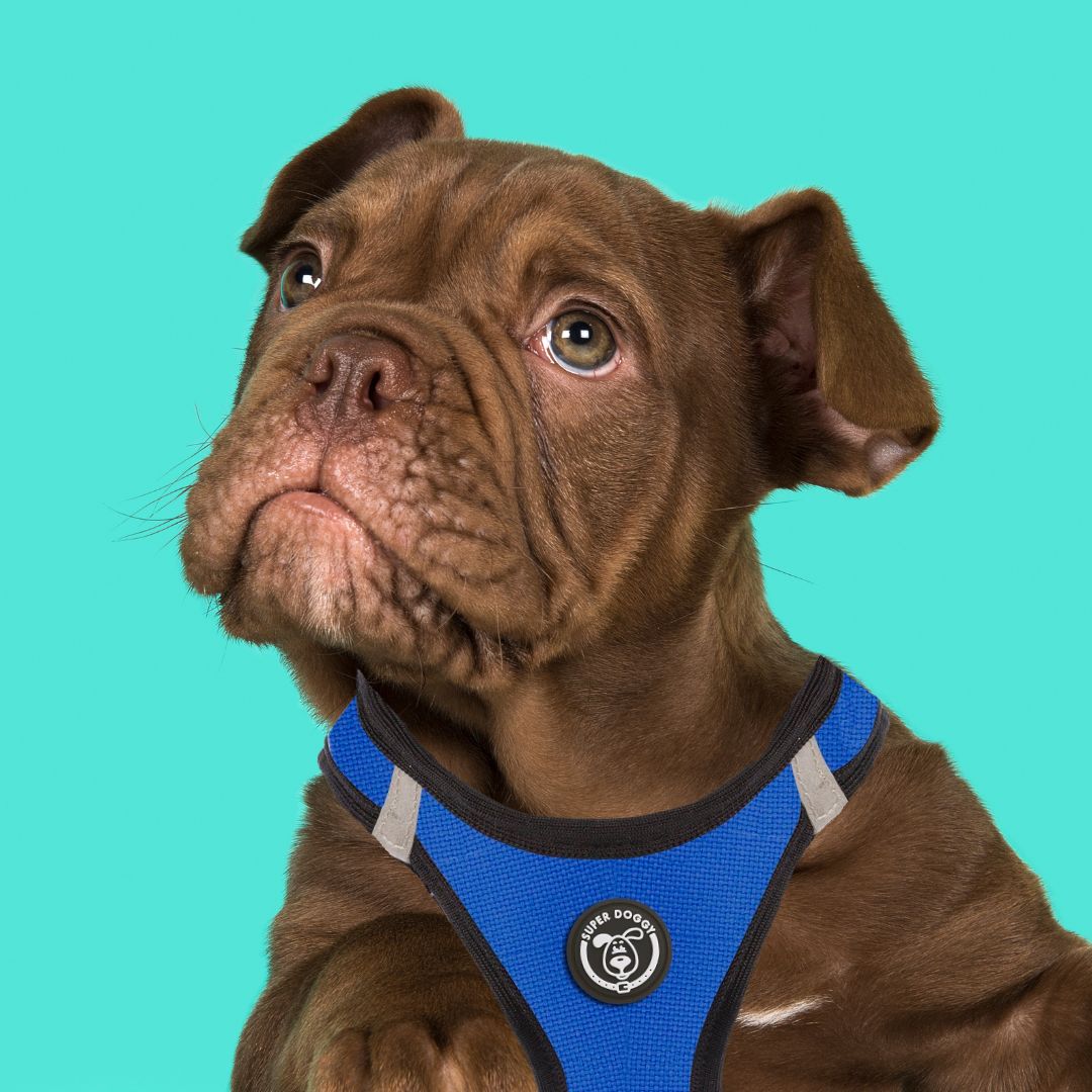 arneses, body, azul, blue, arnes, personalizado, perros, accesorios, paseos, perro, super doggy