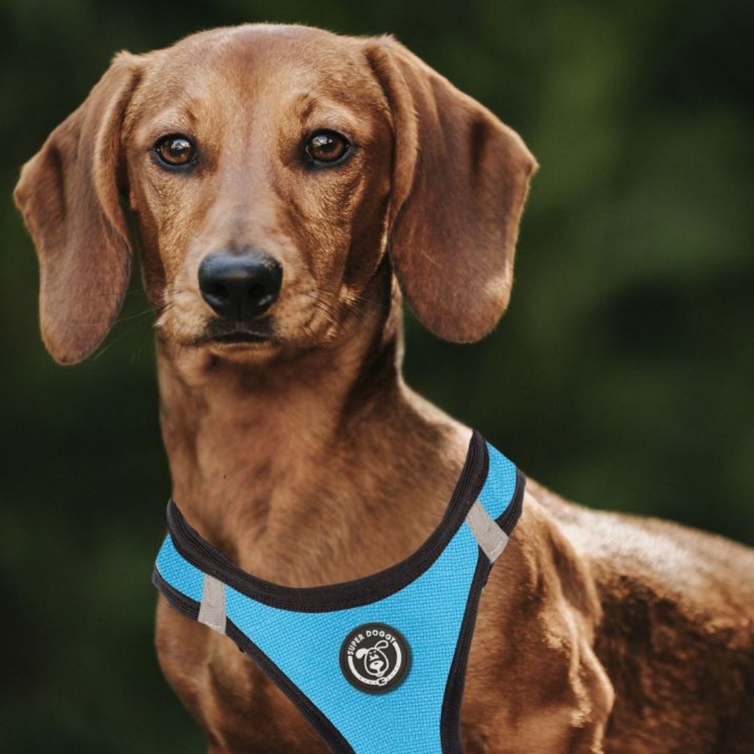arneses, body, azul, cielo, turquesa, blue, arnes, personalizado, perros, accesorios, paseos, perro, super doggy