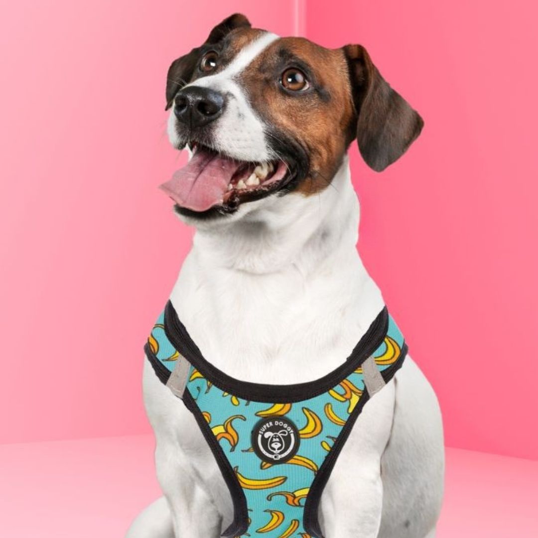arneses, body, blue, bananas, arnes, personalizado, perros, accesorios, paseos, perro, super doggy