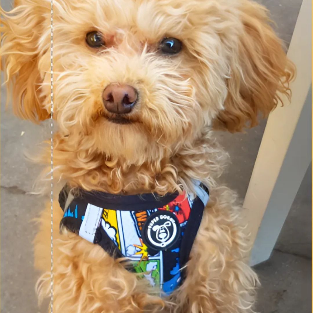 arneses, body, comic, superheroe, arnes, personalizado, perros, accesorios, paseos, perro, super doggy