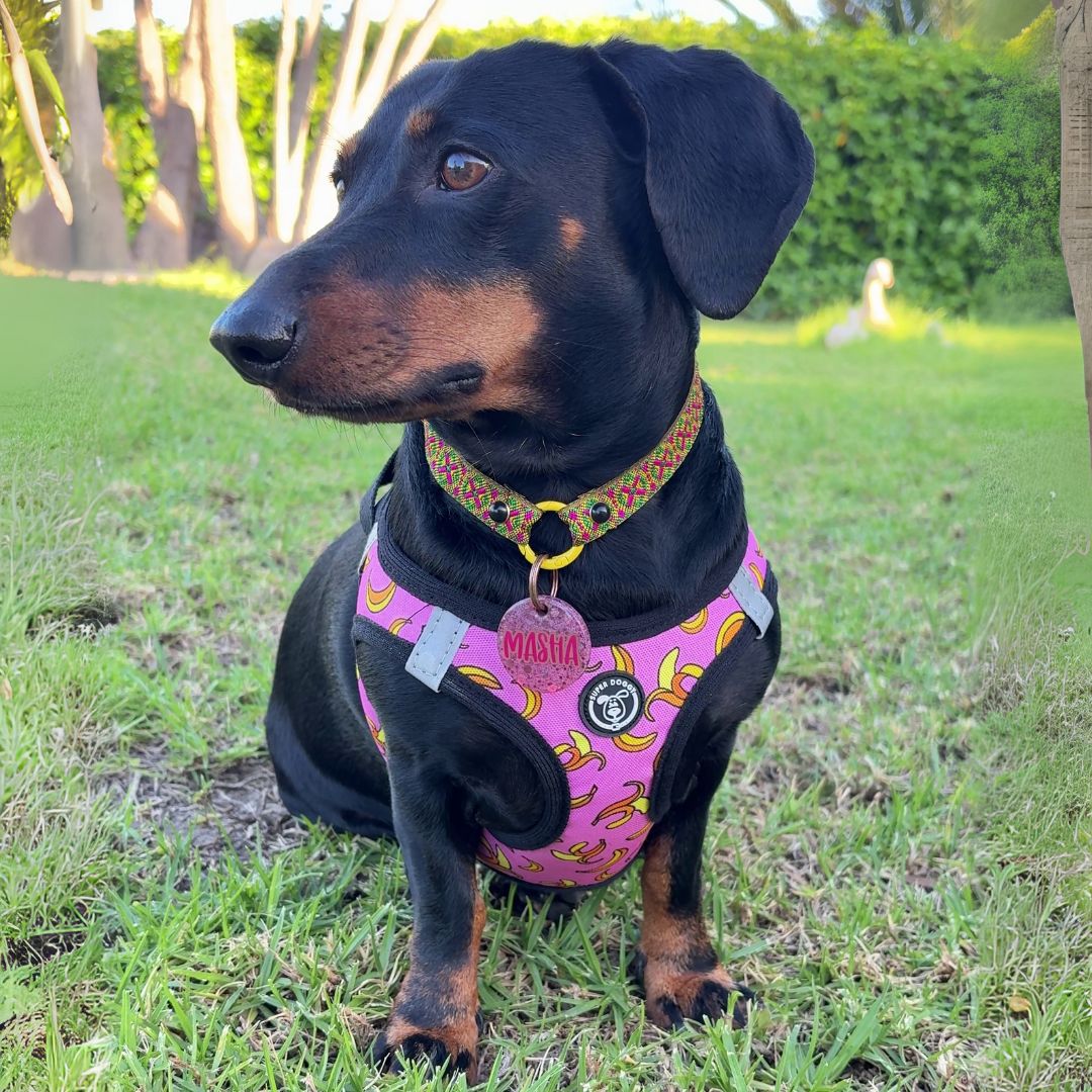 arneses, body, pink, bananas, arnes, personalizado, perros, accesorios, paseos, perro, super doggy