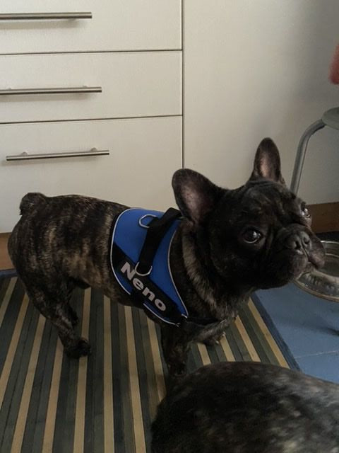 arneses, personalizados, pro, azul, blue, arnes, personalizado, perros, gatos, gato, accesorios, paseos, perro, super doggy