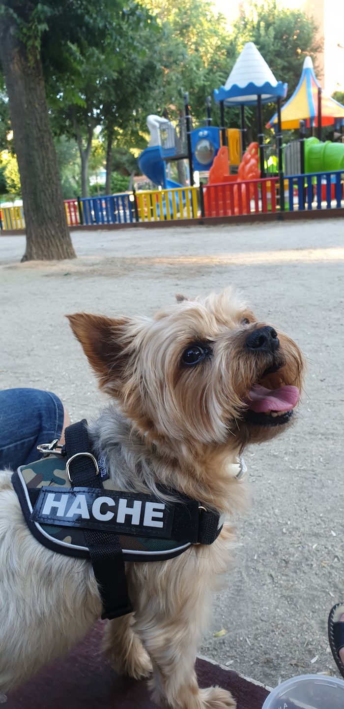 arneses, personalizados, pro, camuflaje, arnes, personalizado, perros, gatos, gato, accesorios, paseos, perro, super doggy