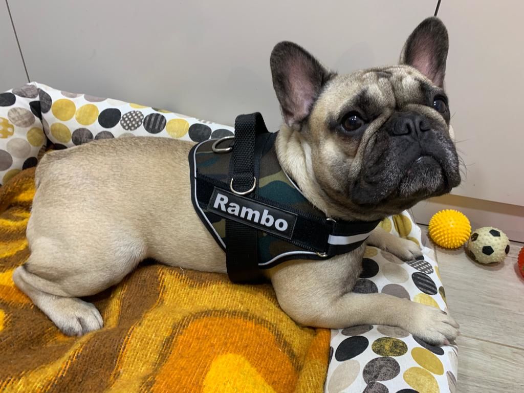 arneses, personalizados, pro, camuflaje, arnes, personalizado, perros, gatos, gato, accesorios, paseos, perro, super doggy
