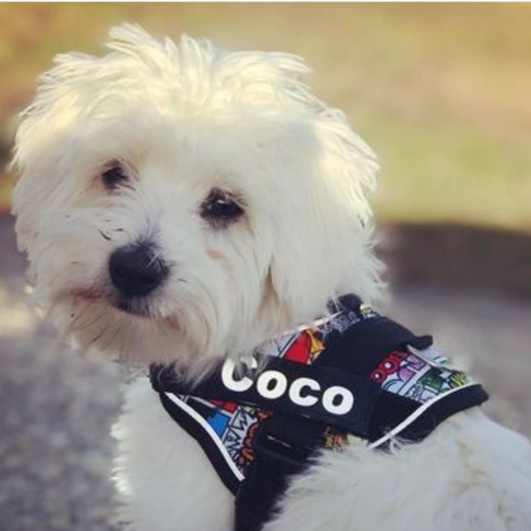 coco, pro, comic, superheroe, portada, arnes, personalizado, perros, accesorios, paseos, perro, super doggy