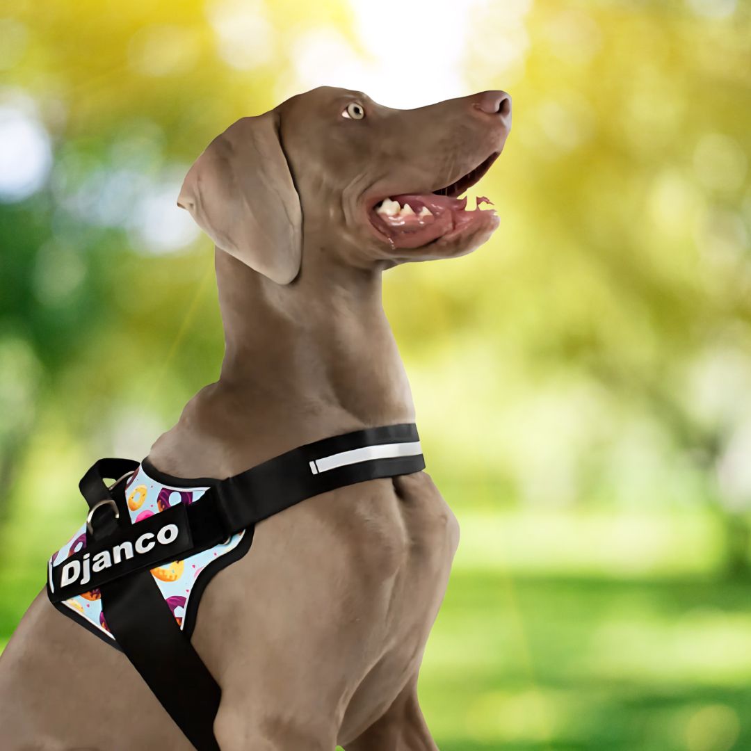 django, pro, donuts, donas, portada, arnes, personalizado, perros, accesorios, paseos, perro, super doggy