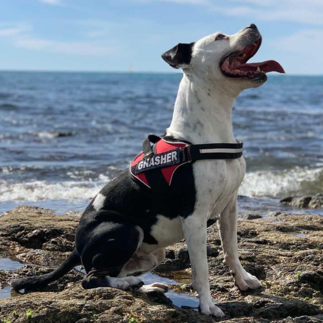 gnasher, pro, rojo, red, portada, arnes, personalizado, perros, accesorios, paseos, perro, super doggy, coleccion recomendados, home