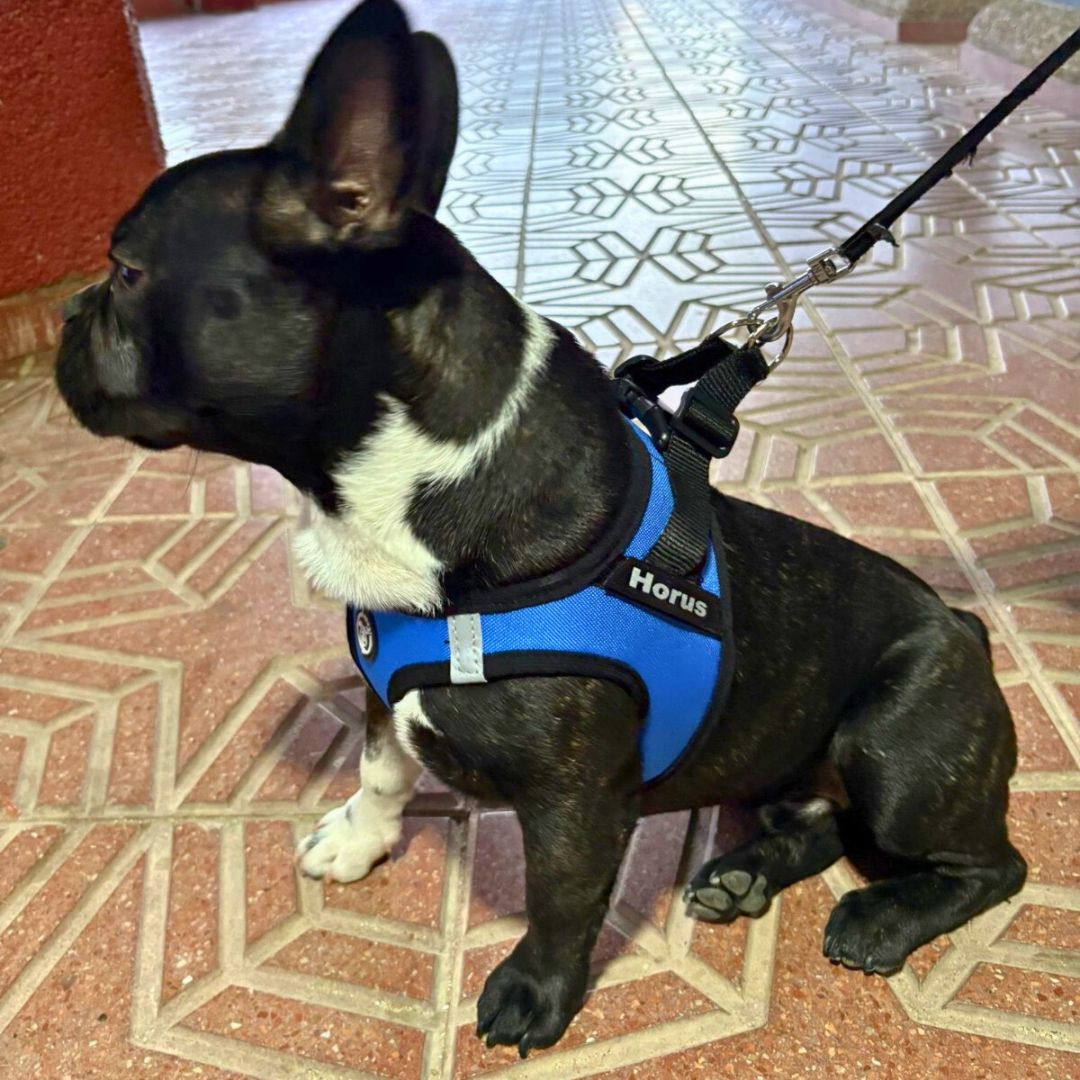 arnes-personalizado-perro-frenchie-bulldog-frances-color-azul