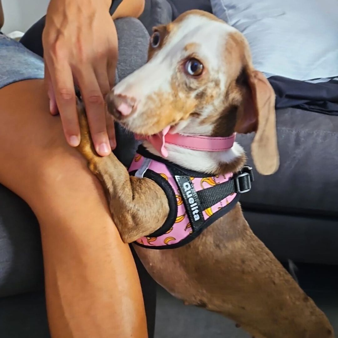 arnes-body-ajustable-perro-mediano-salchicha-teckel-nombre-bordado-pink-bananas-rosa