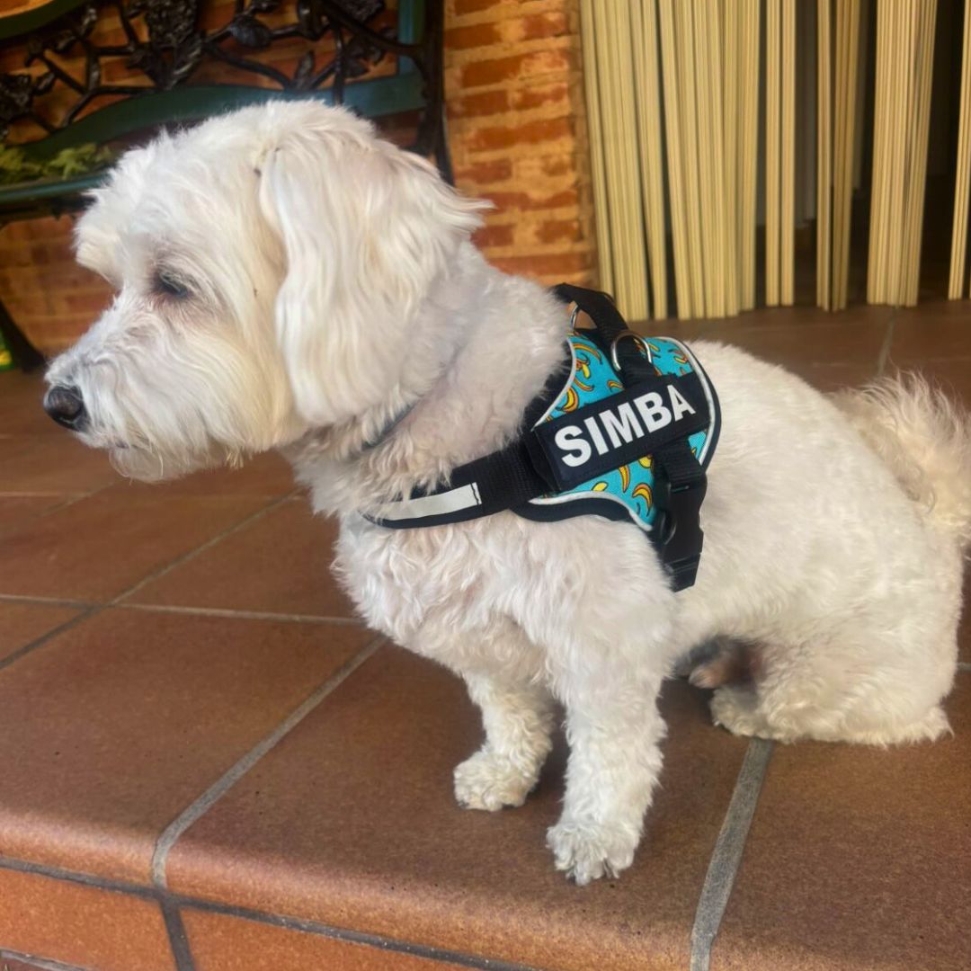 simba, pro, blue, bananas, principal, arnes, personalizado, perros, accesorios, paseos, perro, super doggy, coleccion recomendados, home