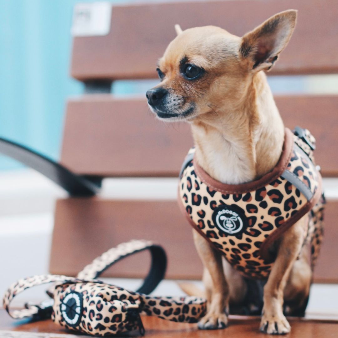 @tinybrownie_official, pack, ajustable, portabolsas, correa, leopard, leopardo, arnes, personalizado, perros, accesorios, paseos, perro, super doggy