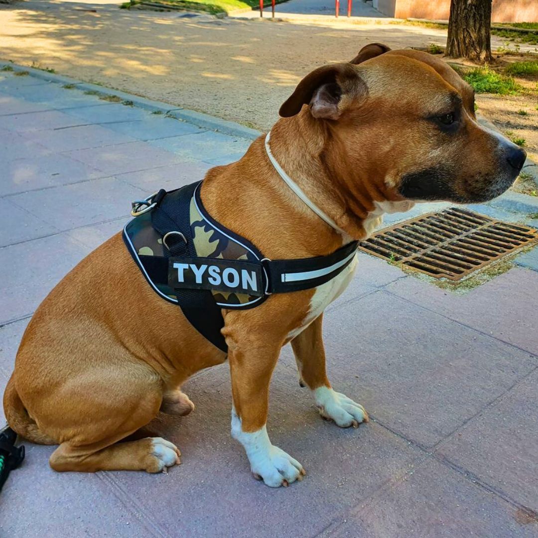 tyson, pro, camuflaje, portada, arnes, personalizado, perros, accesorios, paseos, perro, super doggy