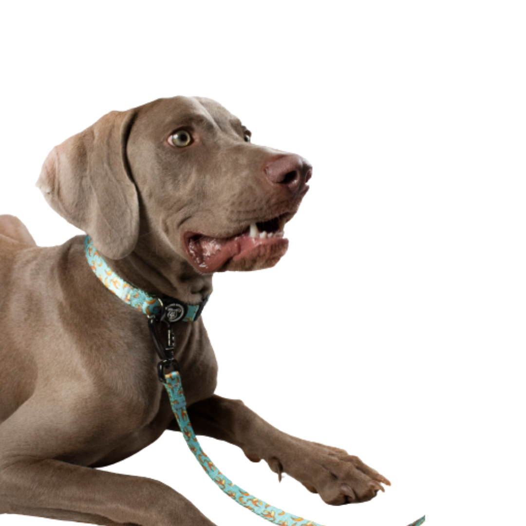 collar, collares, blue, bananas, arnes, personalizado, perros, accesorios, paseos, perro, super doggy