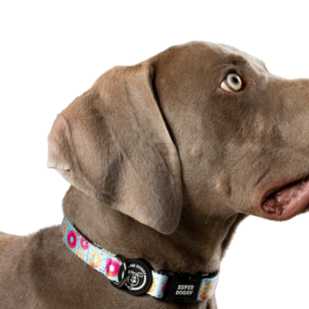 collar, collares, donuts, donas, arnes, personalizado, perros, accesorios, paseos, perro, super doggy