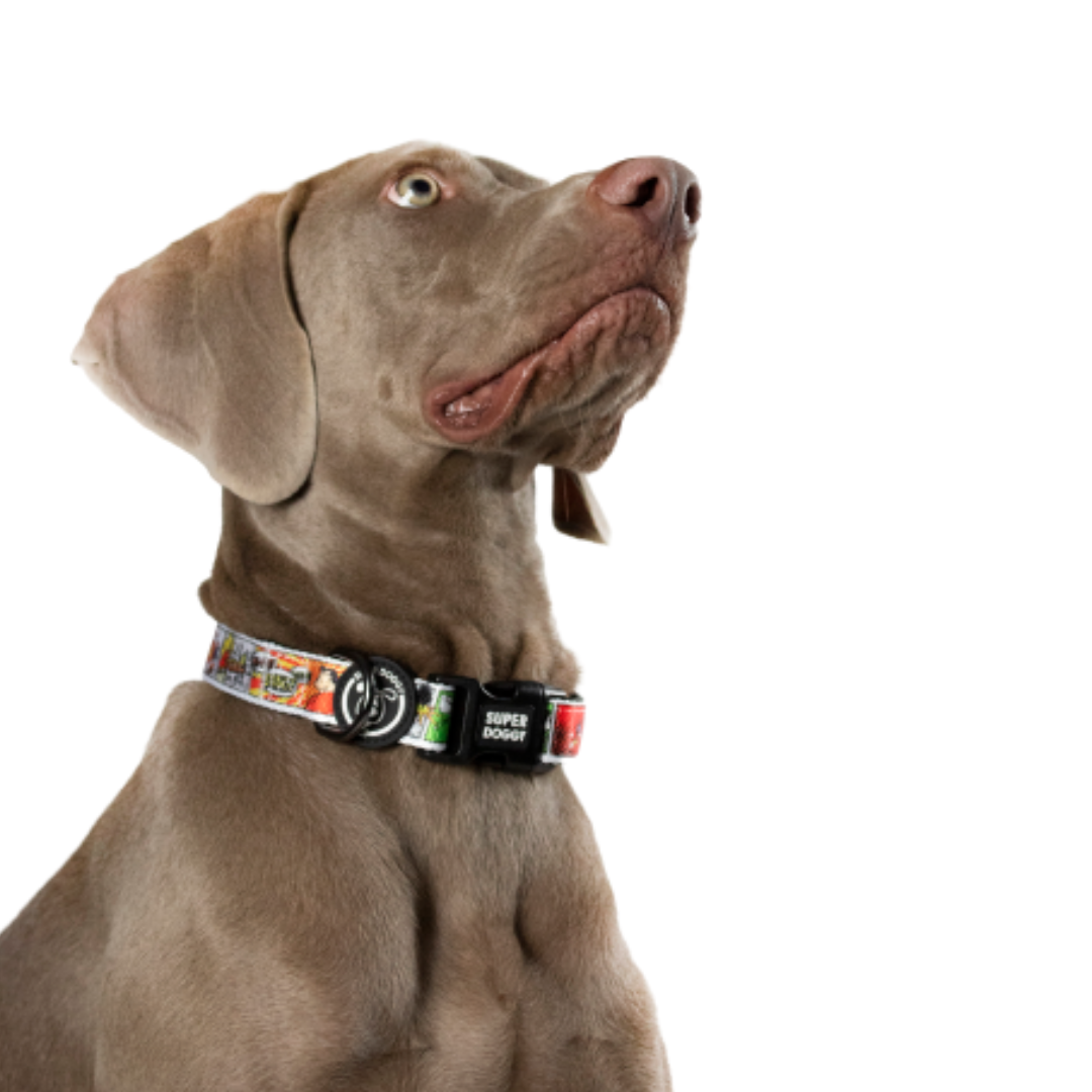 collar, comic, arnes, personalizado, perros, accesorios, paseos, perro, super doggy