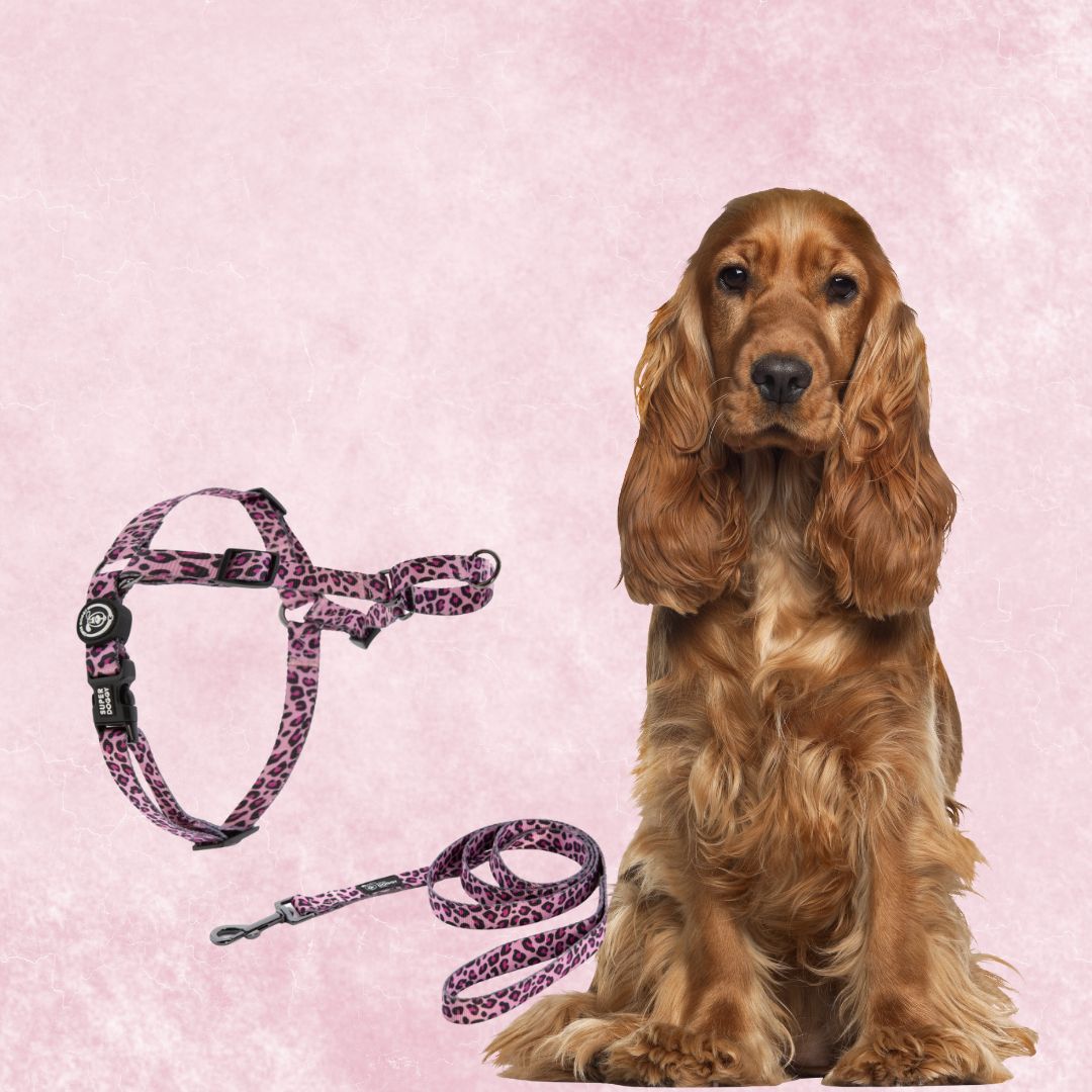 arnes antitirones para perro, arnes easy walk arnes para perro, hecho en españa, arneses, personalizados, perros, accesorios, paseos, perro, super doggy
