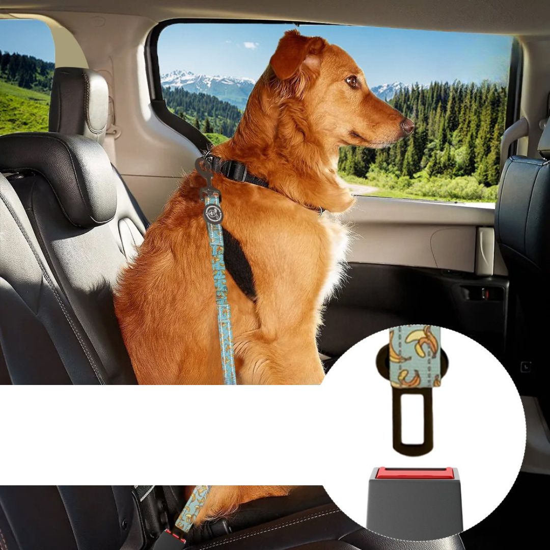 cinturones para coche perros, arnes, personalizado, hecho en españa, arneses, personalizados, perros, accesorios, paseos, perro, super doggy