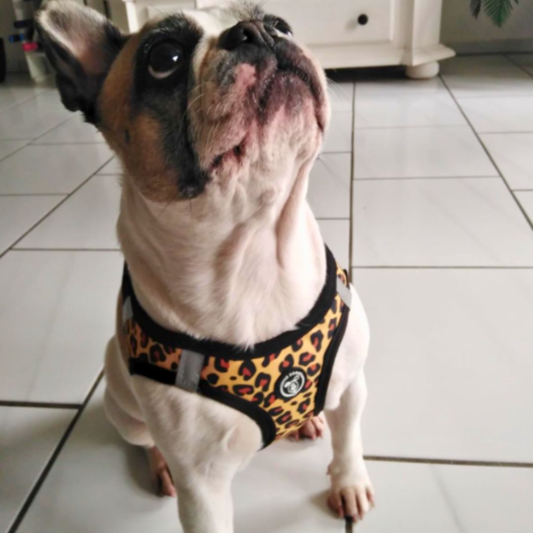 arnes body para perro, arnes para perro, hecho en españa, arneses, personalizados, perros, accesorios, paseos, perro, super doggy