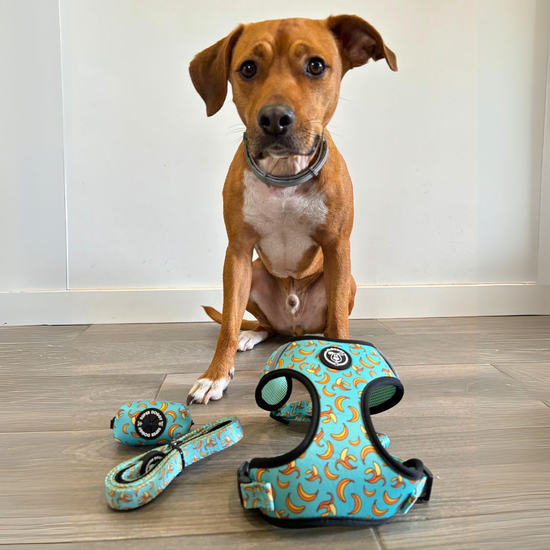 set de arneses ajustables, arnes correa y portabolsas, hecho en españa, arneses, personalizados, perros, accesorios, paseos, perro, super doggy