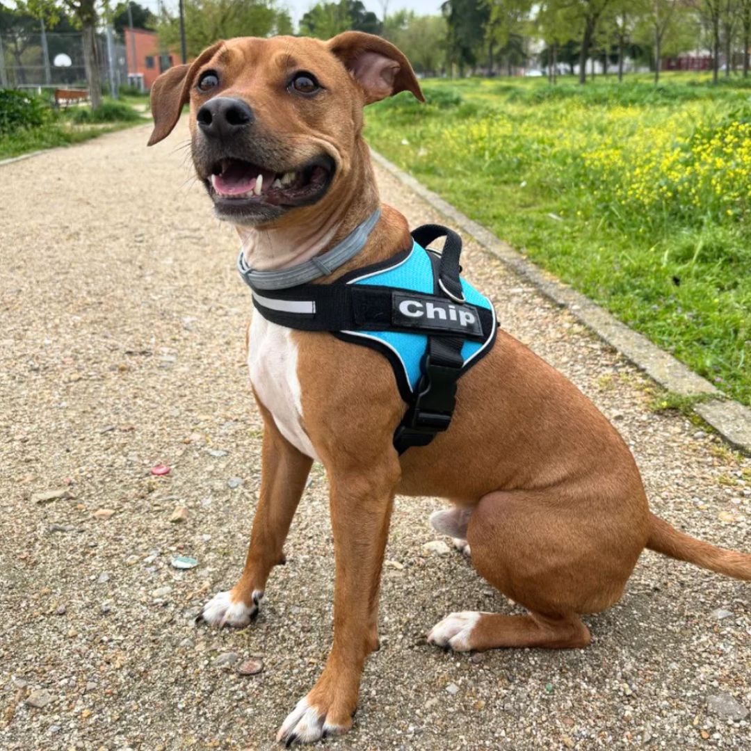 Arnés Para Perro Personalizado