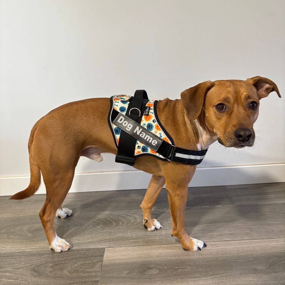 hermoso perro con Arnés Pro Bones and Paws, personalizado Super Dogy