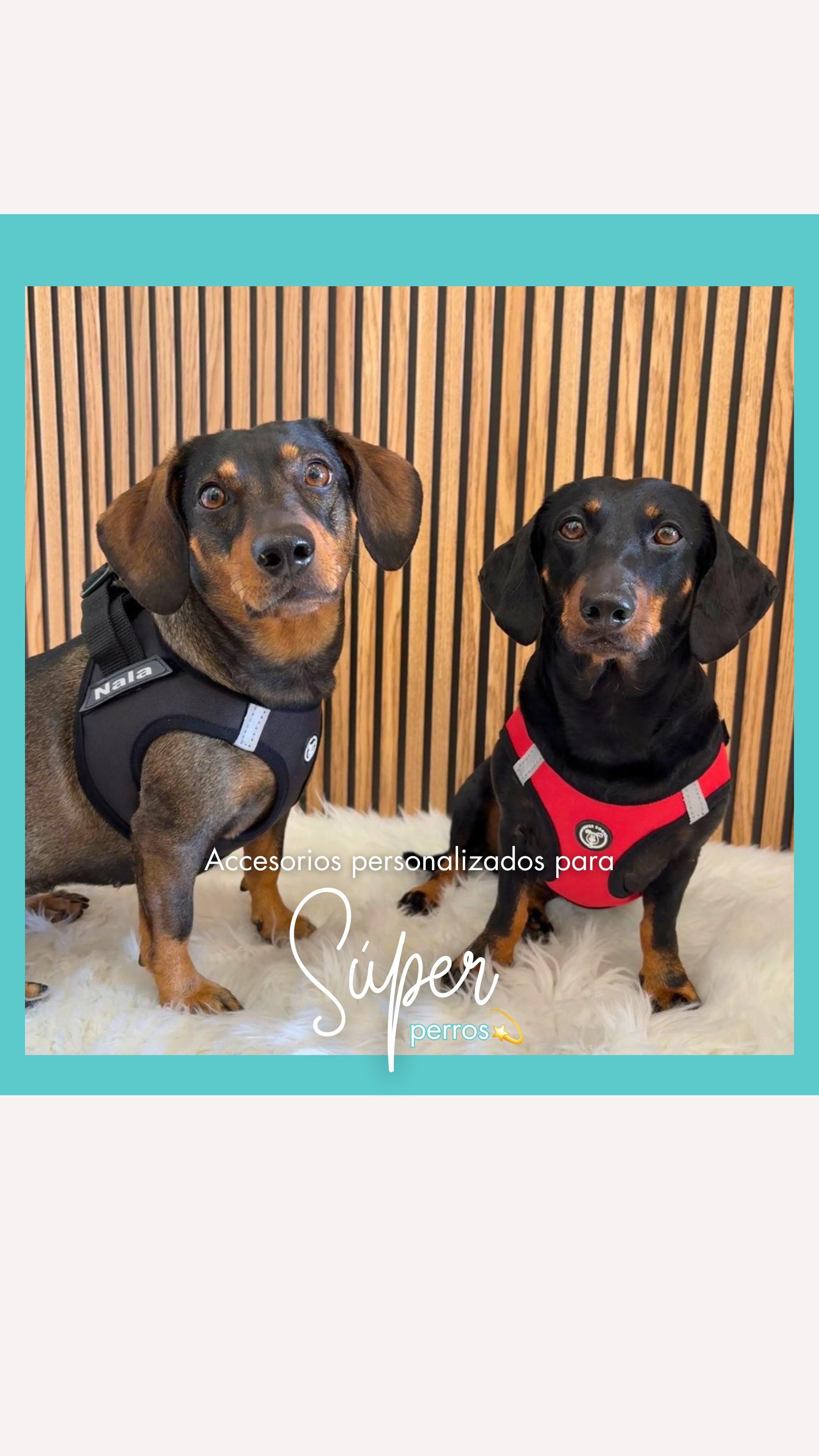 Encuentra los accesorios para tu perro, con los diseños más bonitos y la mayor calidad hecha en España en Super Doggy