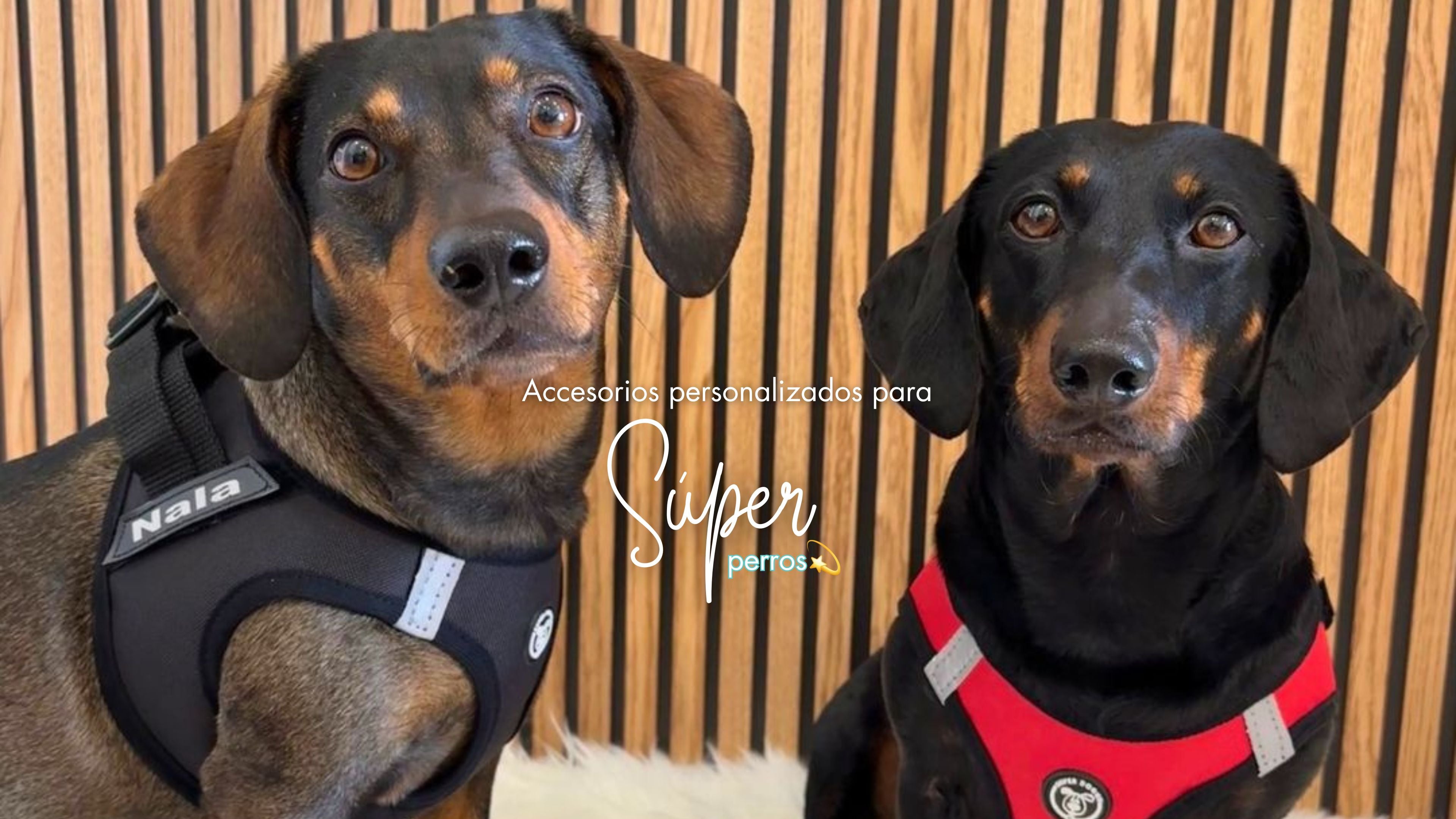 Los más hermosos diseños con la calidad de lo hecho en España en Super Doggy, accesorios y arnés personalizados para perros
