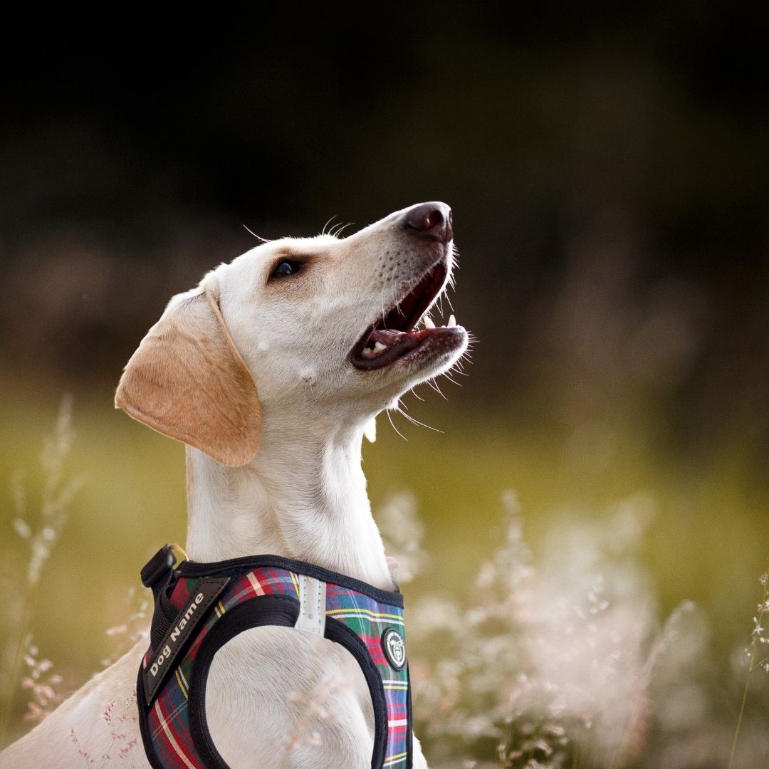 perro con su Arnés Body Personalizado Escocés Super Doggy