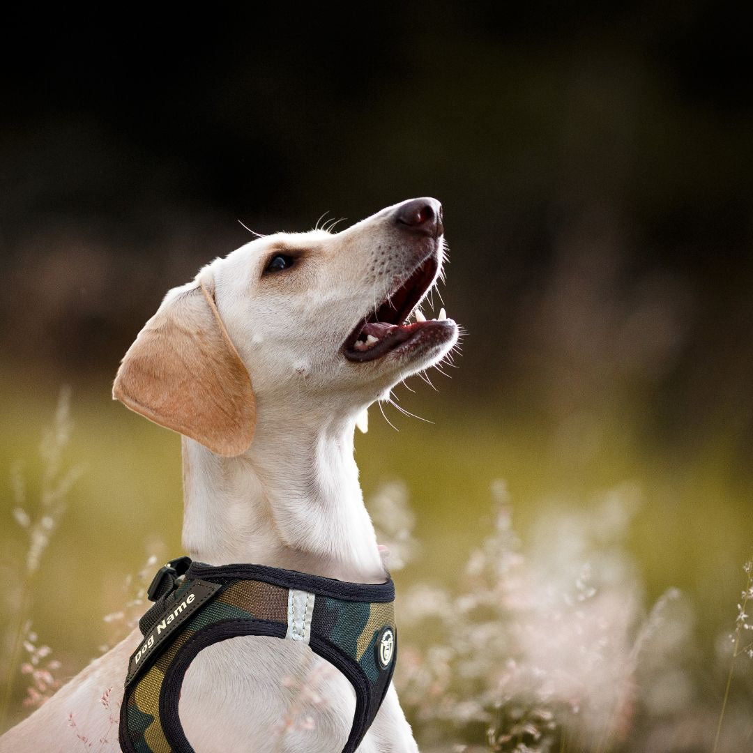 perro-con-arnes-body-hecho-a-medida-camuflaje