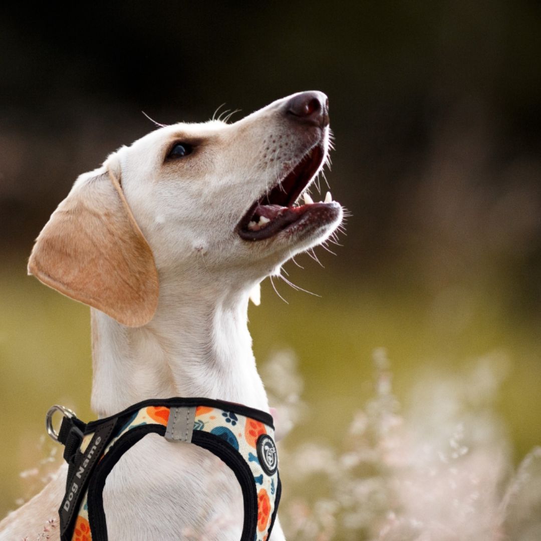 perro con arnés body hecho a medida Bones and Paws