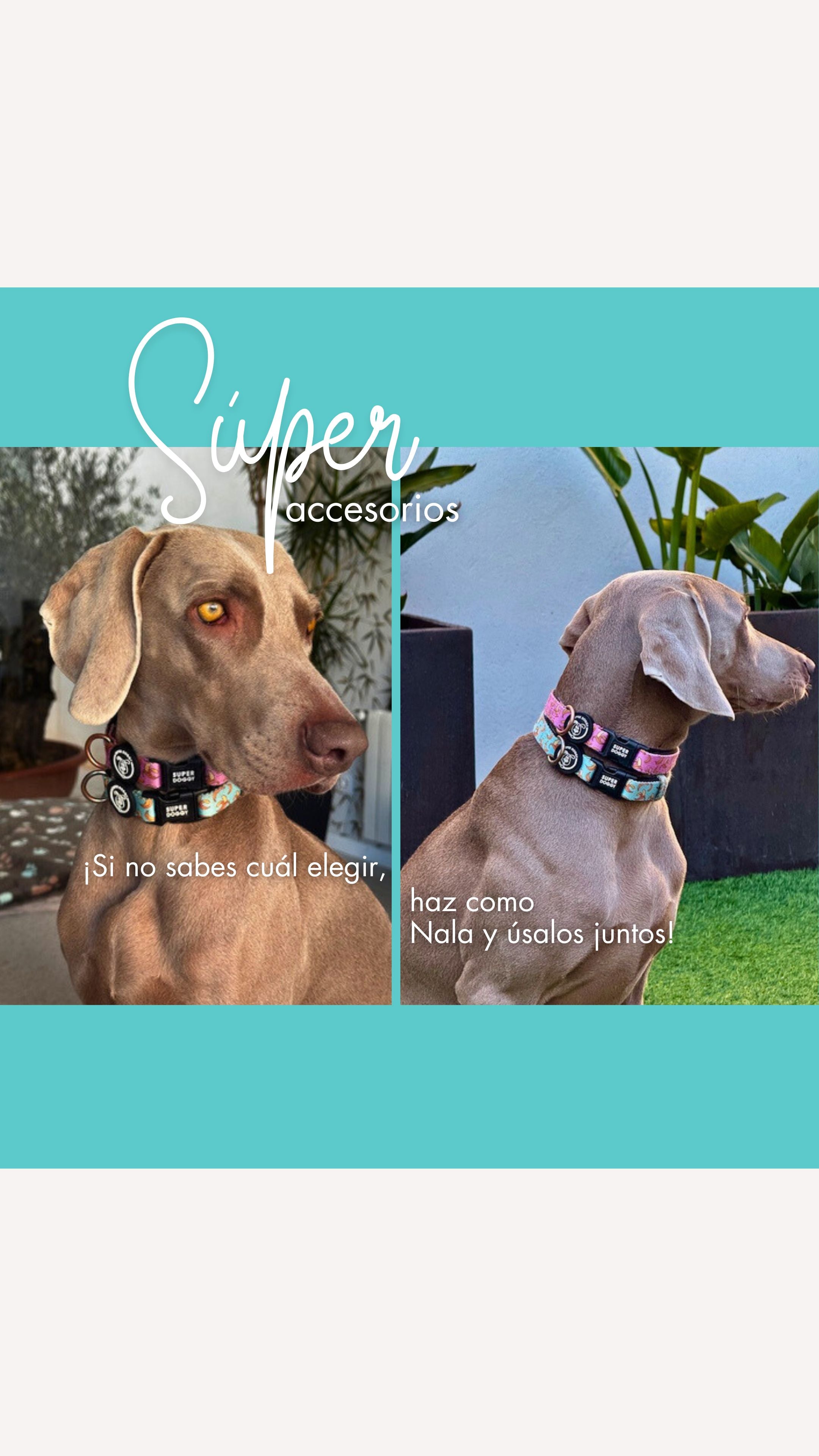 Mira esta Súper novedad en Super Doggy: arnés Boy Personalizado Escocés