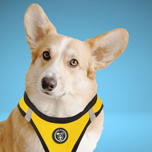 arneses, body, amarillo, yellow, arnes, personalizado, perros, accesorios, paseos, perro, super doggy