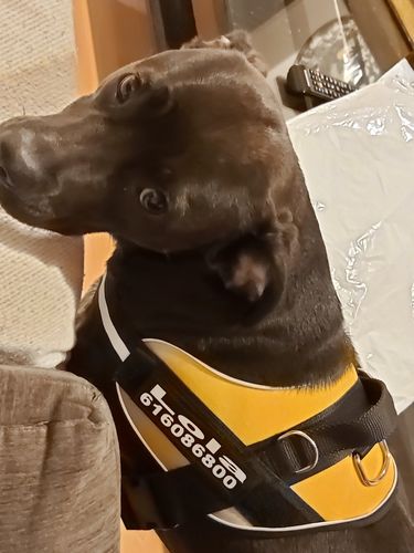 arneses, personalizados, pro, amarillo, yellow, arnes, personalizado, perros, gatos, gato, accesorios, paseos, perro, super doggy