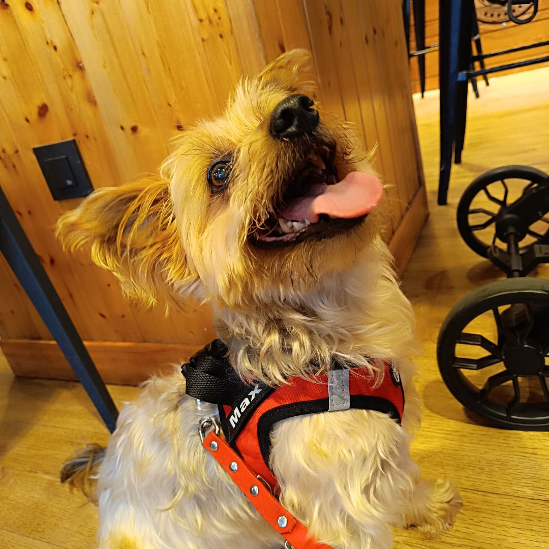 max, @maxjani2019, body, princiipal, arnes, personalizado, perros, accesorios, paseos, perro, super doggy, coleccion recomendados, home
