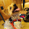 max, @maxjani2019, body, rojo, red, portada, arnes, personalizado, perros, accesorios, paseos, perro, super doggy, coleccion recomendados, home
